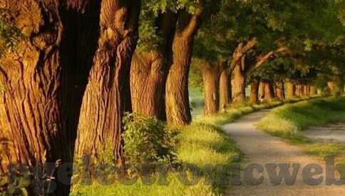 足球14场 比分直播-足球14场比分直播，实时追踪绿茵盛宴，点燃球迷激情之火